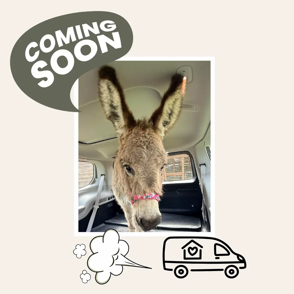 mobile donkey 2